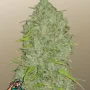 Семена конопли Original AUTO JACK HERER от Fast Buds